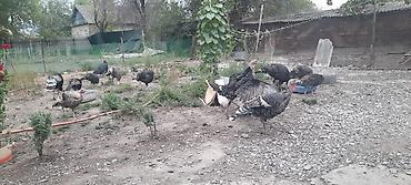 черный петух цена: Ургаачы индюк сатам баасы 4000 суйлошу жолдору бар — 7