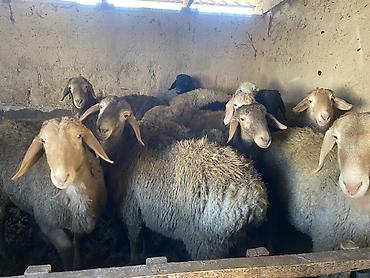 Баран, овца: Продаю | Баран (самец) | Гиссарская, Арашан | Для разведения, На забой | Осеменитель — 1