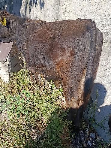 Продам с/х животных: Продаю | Бык (самец) — 2