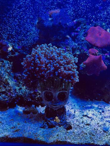 аксессуары для больших собак: Akvarium-şkaf, Balıqlarla birlikdə, 120 l, Ünvandan götürmə, Pulsuz çatdırılma