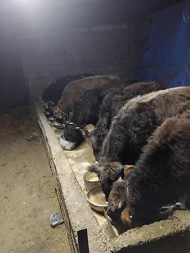 Коровы, быки: Продаю | Бык (самец) | Полукровка | На откорм | Привязанные — 19