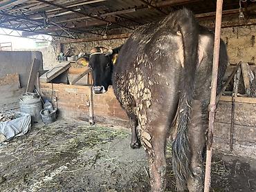 Коровы, быки: Продаю | Корова (самка) | Голштин, Аулиекольская | На забой, Для разведения | Племенные, Нетель — 9