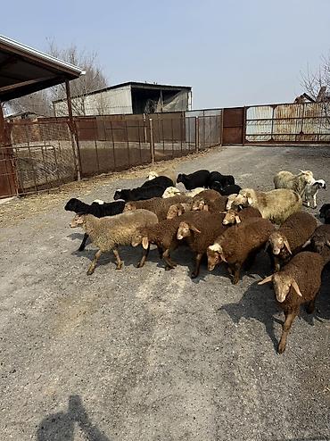 Баран, овца: Продаю | Овца (самка), Ягненок, Баран (самец) | Гиссарская, Полукровка, Меринос | На забой, Для разведения, Для шерсти | Племенные, Кастрированные, Осеменитель — 12