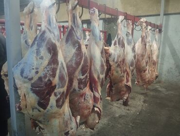 цены на мясо в бишкеке 2020: Говядина, молодняк
кунаажын бычок сан/задки
от 35 кг