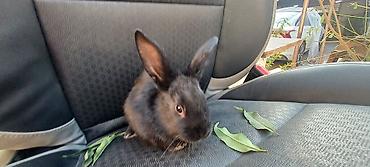 Декоративные кролики: Белые декоративные кролики - Окраc: полностью белый, у части малышей — 10