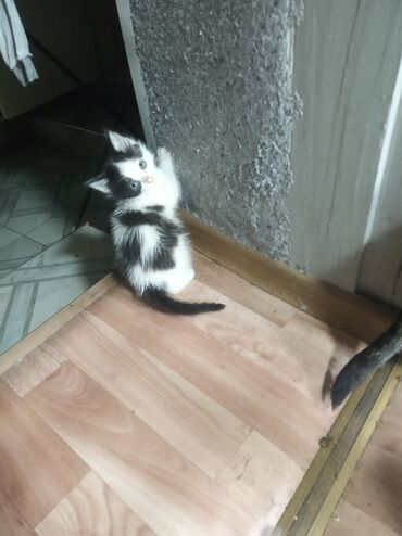 британский вислоухий кот: Отдаю в добрые руки . беловодск