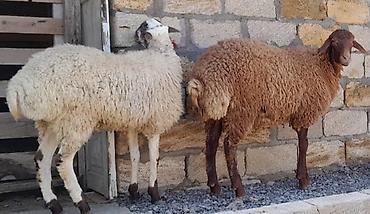 heyvan ve insan seksi: Damazlıq ve kesim üçün toglular — 2