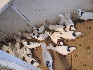 Göyərçinlər: Məhsul: Bəzək və uçuş üçün göyərçinlər Təsvir: - Növ — 9