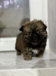 İtlər: Pekines, 2 ay, Dişi, Peyvəndli — 18