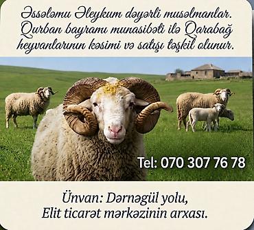kirpi eti: Qurban bayramı münasibətilə Qarabağ heyvanlarının kəsimi və satışı — 1