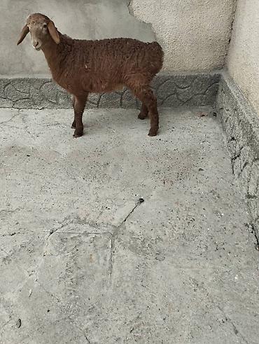 Баран, овца: Продаю | Овца (самка) | Арашан | Для разведения | Племенные — 6