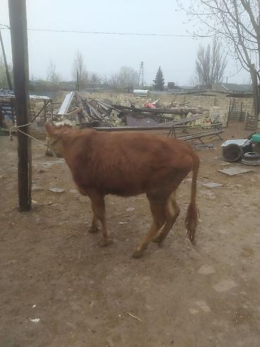 Dana, buzov: Qara mal – dişi dana/sığır - Rəng: qırmızı-qonur, alnı və burnu ağ — 6