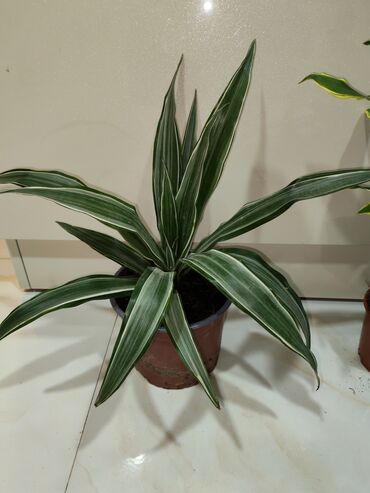 Otaq bitkiləri: Otaq dekoru üçün 4 müxtəlif qapı bitkisi paketi 1) Areka xurması — 2