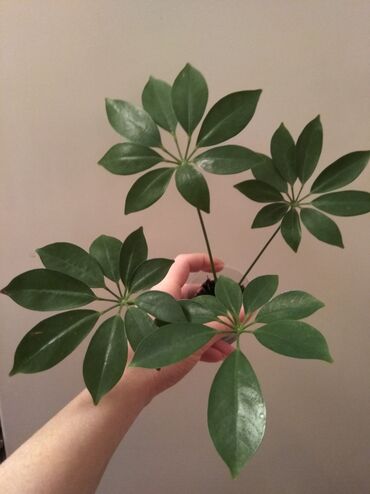 dəmir tikanı bitkisi: Şeflera dekorativ otaq bitkisi