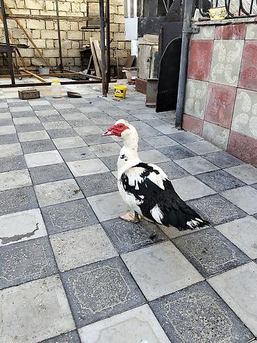 Животные: Erkek lal ördək satılır 40 m endirim olunmayacaq real alıcılar narahat — 1