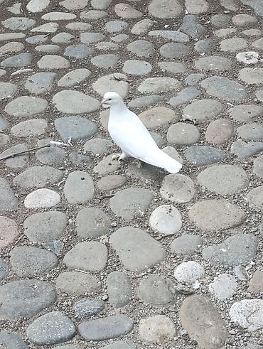 bildircin əti satisi: 10 adatdi Bakı qyşdarIdI.Şəmkirdə qalır — 1