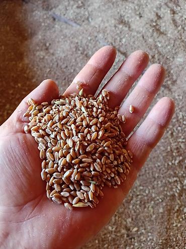 Семена и саженцы: Пшеница продовольственная/кормовая - Цельное зерно, калиброванное — 3