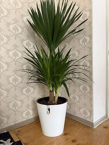 финиковая растение: Юкка (Yucca elephantipes) в напольном кашпо - Высокорослое комнатное — 1
