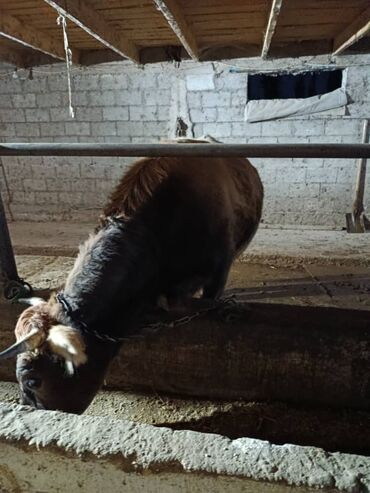 срочно продаю в связи с переездом: Продаю одну корову и одну тёлку хороший упитанный находится в городе