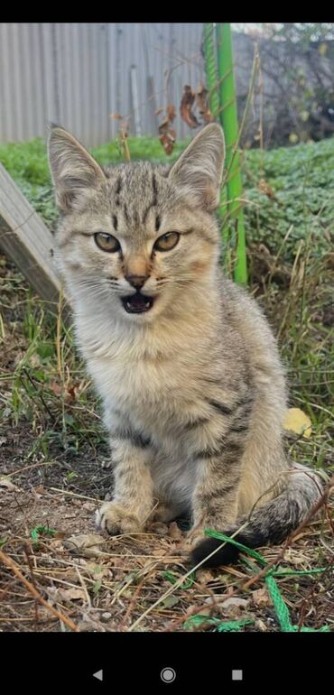 доброй: Актуально! Отдам котят в добрые руки. Возраст 2 месяца. 2 мальчика