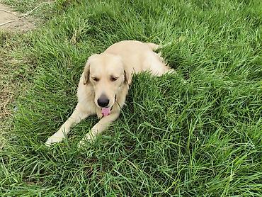 labrador it: Retriever — 7