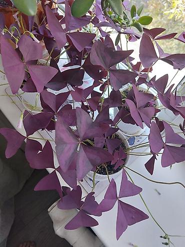 оксалис: Оксалис треугольный (Oxalis triangularis), фиолетовый. - — 4
