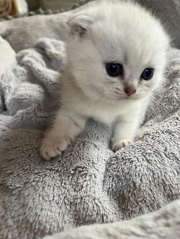 Pişiklər: Yaxşı əllərə — 13