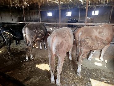 Коровы, быки: Продаю | Бык (самец) | На откорм — 13