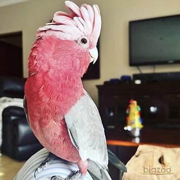 куплю коня: Розовые какаду (Galah, Eolophus roseicapilla) Продаю птенца ! 2 — 3