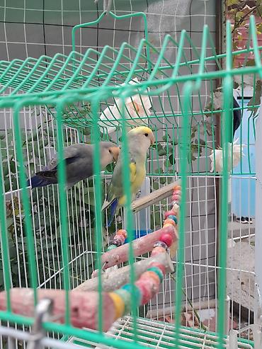 общитя: Пара неразлучников (Agapornis) в комплекте с клеткой и аксессуарами — 4