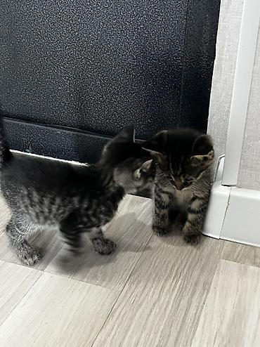 кошки британцы цена: Котёнок тигрового окраса. продаются обои один мальчик вторая девочка — 8
