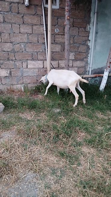 keci satışı: Saanen keçiləri satılır! Gündəlik süd verimi 2, 3, 4 və 5 litrə — 1