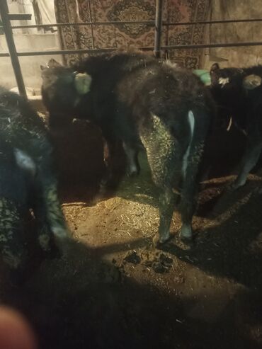 Коровы, быки: Продаю | Музоо, торпок | На откорм | Привязанные — 3