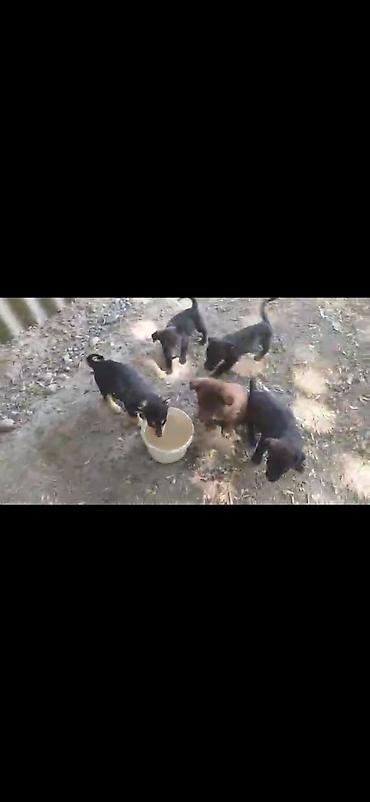 Иттер: Отдам в добрые руки Щенки дворняжки🐶 Ищем любящих хозяев для — 6