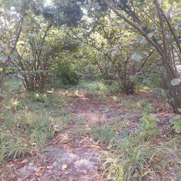 Torpaq sahələrinin satışı: 12 sot, Tikinti, Mülkiyyətçi, Kupça (Çıxarış) — 6