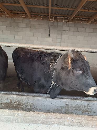 Коровы, быки: Продаю | Бык (самец) | На откорм | Привязанные — 3