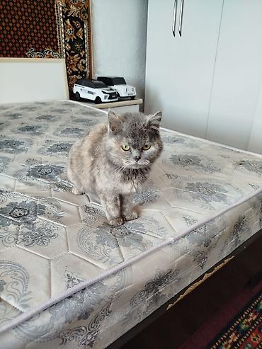 Ковры и паласы: Ковер Полиэстер — 8