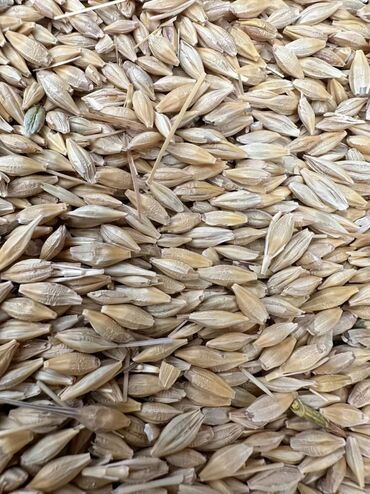 хуавей нова 5т цена бишкек: Семена и саженцы Платная доставка