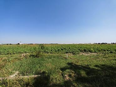saray heyet ev type 1: 300 sot, Kənd təsərrüfatı, Mülkiyyətçi, Kupça (Çıxarış) — 5