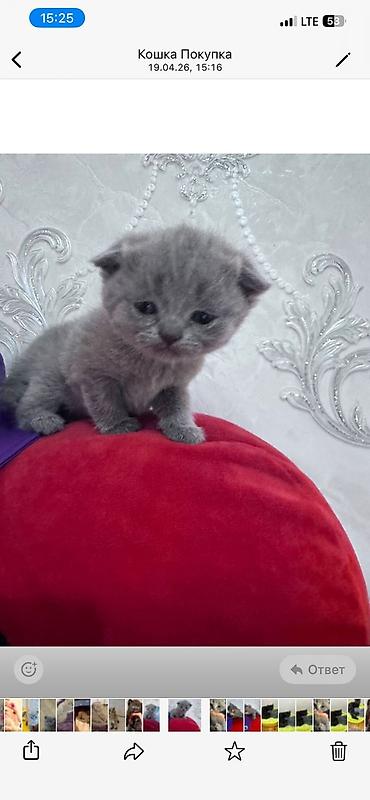 Pişiklər: Şotland — 1