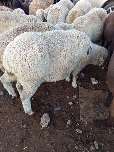 продать животных: Продаю | Овца (самка) | Для разведения | Племенные