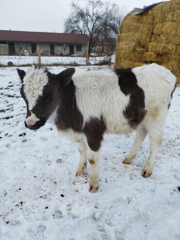 Коровы, быки: Продаю | Бык (самец), Музоо, торпок | Ангус, Голштин | На откорм | Искусственник