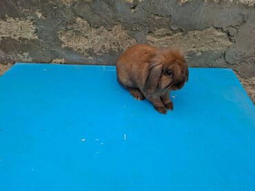 dovşan şəkli: Sallaq qulaq holland lop 7 ayliq erkek