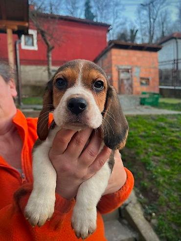 Psi: Bigl štenci Prodajem prelepe rasne štence rase Bigl, oštenjene — 1