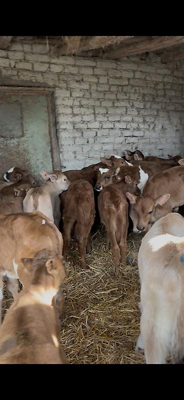 Dana, buzov: Satışda: dana balaları - Növ: yerli cins ətlik/südlük istiqamətə — 36