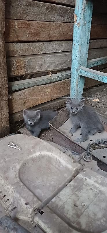 Мышыктар: Отдам котёнка в добрые руки. Есть 4 котёнка. 2 кота и 2 кошки.Окрас — 3