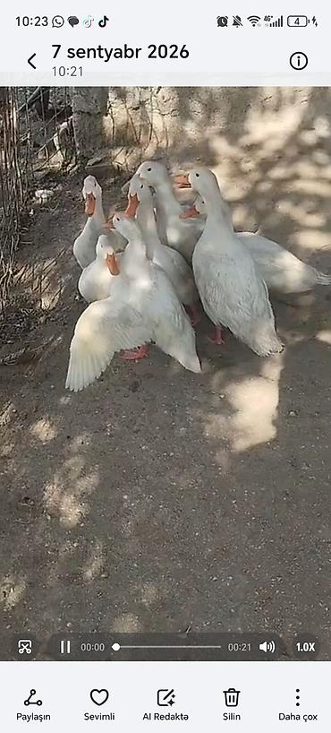 balaca akvarium qiymeti: Dişi, | Kuban, Ətlik, Rayonlara çatdırılma — 1