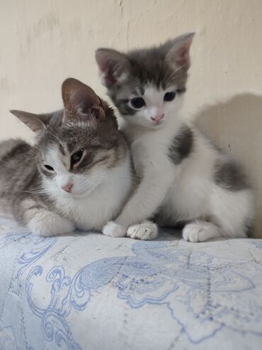 миски для кошек: Ищем добрую любящию семью для кошек . Мама и сыночек . Маме 1.5