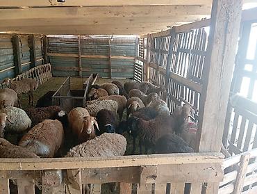 продам кента: Продаю | Баран (самец) | Полукровка | На забой | Кастрированные — 2