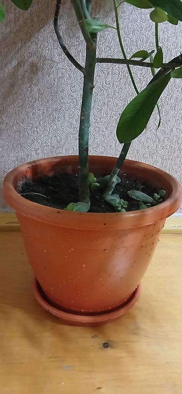pustə agaci satilir: Otaq bitkisi – dekorativ yarpaqlı kol (sukulenta bənzər), plastik — 5